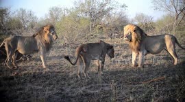 Two male lions launch brutal stealth attack on lone lioness to steal her food