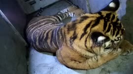 Critically endangered Sumatran Tiger spotted in Indonesian village