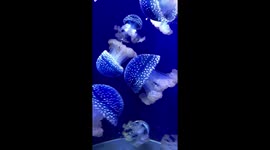 Pretty white-spotted jellyfish are mesmerising to watch