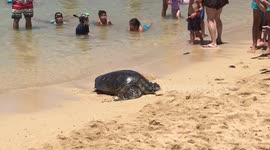 Large sea turtle makes its way onto beach after Hurricane Lane passes