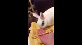 Rabbit helping with homework