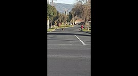 Kangaroo hops suburban backstreets