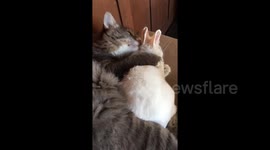 Cat and bunny are adorable snuggle buddies