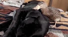 Duckling pesters annoyed dog for attention