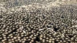 Water pollution kills thousands of fish in eastern China lake