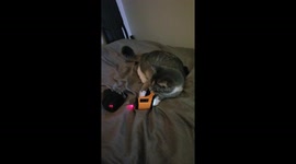 Izzy the cat learns how to use a laser