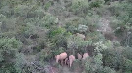 Elephant herd flees mistaking drone buzz for honey bee attack