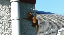 Mission Impossible Squirrel