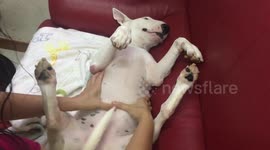 Injured dog gets post-shower massage