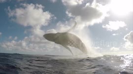 Inspirational adventurer with muscular dystrophy films moment whale breaches right in front of him
