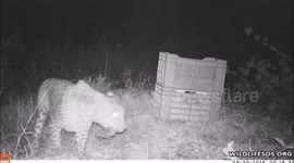 Lost leopard cub reunited with mother