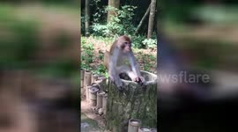 This monkey does not like durian fruit