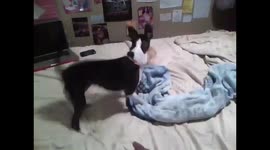 Chihuahua and bunny playing around