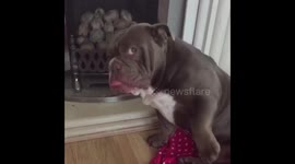 Guilty bulldog raises paw when owner asks who chewed up remote