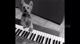 Adorable Yorkie takes it away on the piano