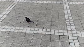 Slow montion dove