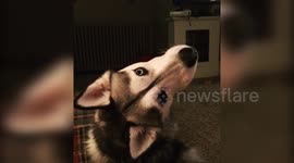 Husky dog - You wanna chips