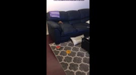 Two excited dogs ‘caught in the act’ playing inside couch cushion