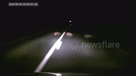 Driver narrowly misses family of wild boars crossing road