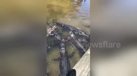 My phone got eaten by an alligator