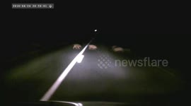 Driver narrowly misses family of wild boars crossing road