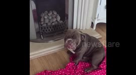 Confession time: Guilty bulldog raises paw when owner asks who chewed up remote