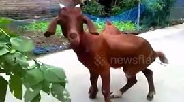 Calf born with two bottoms and six legs
