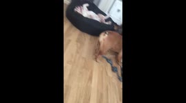 Bulldogs playing whilst one is fast asleep upside down