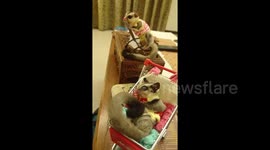 These flying possums love to kick back in front of the TV