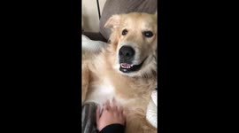 This dog accidentally kicks his owner while getting belly rubs