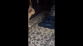 Toothless chihuahua attacks vacuum