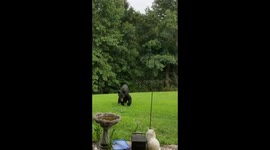 Blackbear wildlife