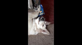 Adorable dog chows down on a packet of crisps then grins at owner when caught