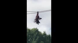 Orangutan Kiko on the O-Line 50' above ground as swings along by one hand.