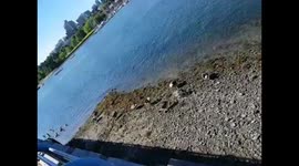 Canada geese and dragon boat Vancouver