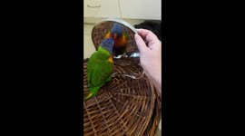George my lorikeet loves his reflection
