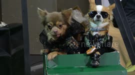 Stylish chihuahua dogs man miniature tank