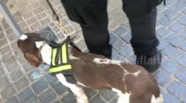 Police Dog Harry guards Prince Harry's Royal Wedding