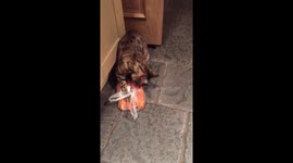 Bengal cat liking carrots a little too much