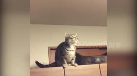 New moments from my cat