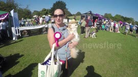A Cute Dog Wears A Hat At Pup Aid 2018