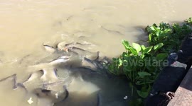 Fish eat loaf of bread whole