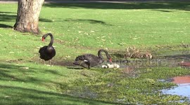 Courageous black swans in Australia frustrate a raven attacking their cygnets
