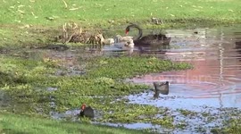 Cute - a mother Black Swan with helping to feed her cygnets in the water
