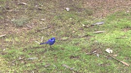 A living jewel - a Splendid Fairy wren male hopping on ground