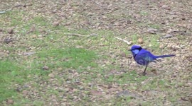 Absolutely gorgeous! A male Splendid Fairy-wren feeding on the ground