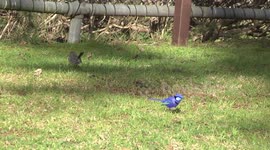 How cute! A Splendid Fairy-wren family feeding on the ground