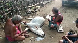 Sorcerers attempt to use magic to revive cow after snake bite
