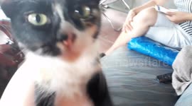 My lovely cat!! Be a good girl.
