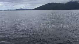 Killer Whales............Alaska's true assassins